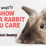 10 Ways Your Rabbit Shows You Love