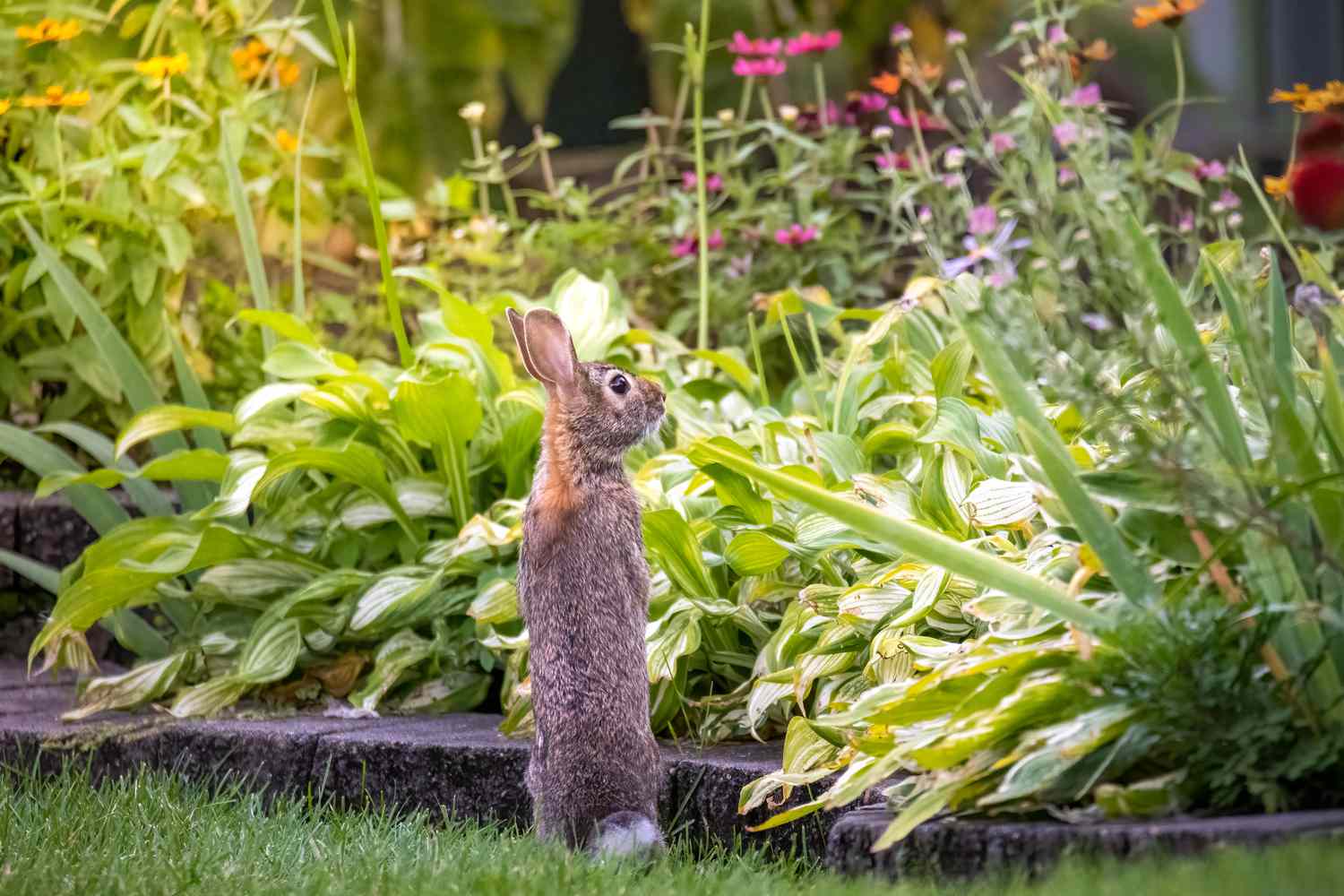 What Are Some Ways To Keep Wild Rabbits?